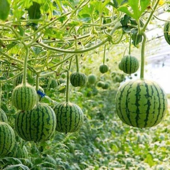 Hạt giống dưa hấu táo siêu ngọt siêu ngon