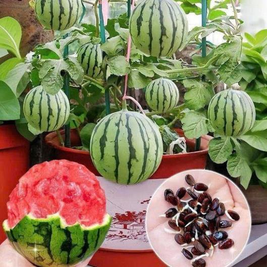 Hạt giống dưa hấu táo siêu ngọt siêu ngon
