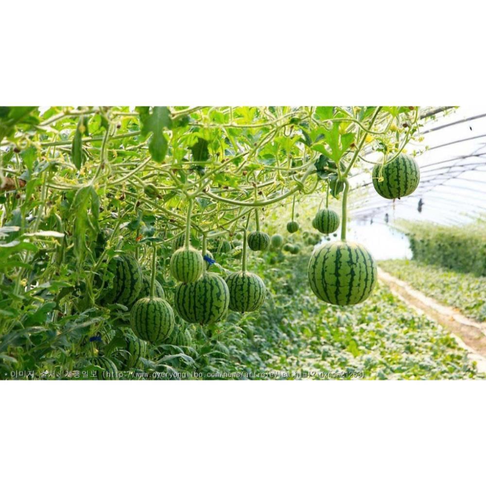 Hạt giống dưa hấu táo siêu ngọt siêu ngon