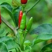 Hạt giống Ớt chỉ thiên 0,1gram hàng công ty