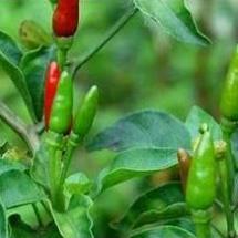 Hạt giống Ớt chỉ thiên 0,1gram hàng công ty