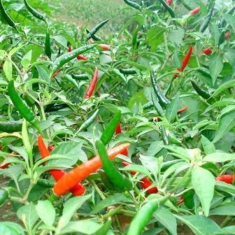 Hạt giống Ớt chỉ thiên 0,1gram hàng công ty