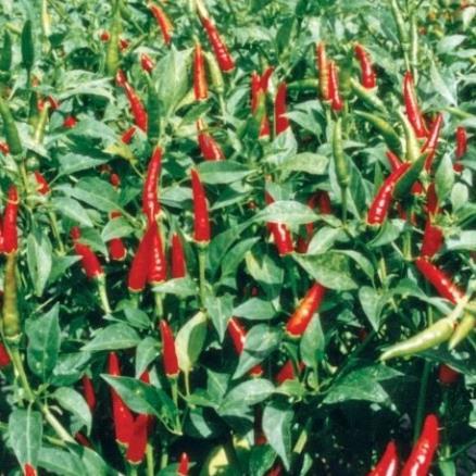 Hạt giống Ớt chỉ thiên 0,1gram hàng công ty