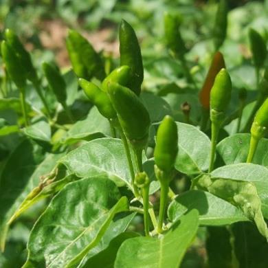 Hạt giống Ớt chỉ thiên 0,1gram hàng công ty