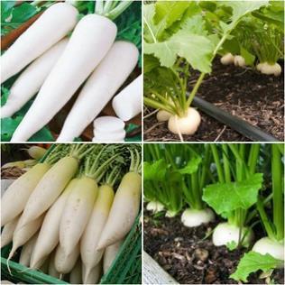 Hạt giống củ cải lu bú, củ cải trắng hà nội