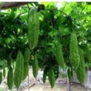 Hạt giống Mướp Đắng chịu nhiệt (gói 5gram)
