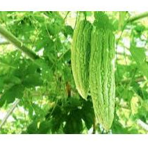 Hạt giống Mướp Đắng chịu nhiệt (gói 5gram)