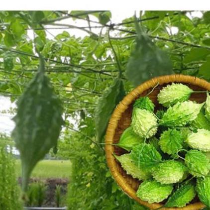 Hạt giống Mướp đắng Rừng hàng công ty