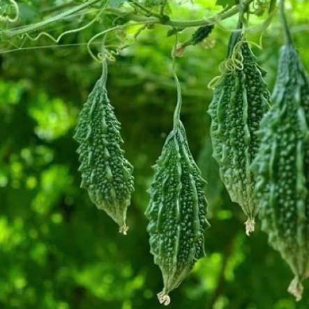 Hạt giống Mướp đắng Rừng hàng công ty
