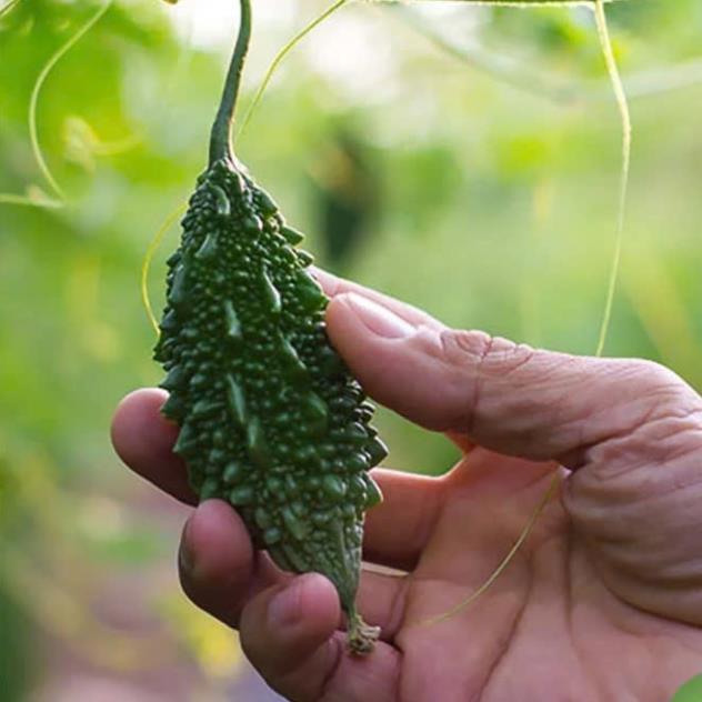 Hạt giống Mướp đắng Rừng hàng công ty