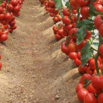 Hạt giống Cà chua quả to F1  cao sản T11 quả tròn 0,1gram hàng chính hãng công ty đóng gói