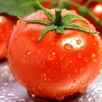 Hạt giống Cà chua quả to F1  cao sản T11 quả tròn 0,1gram hàng chính hãng công ty đóng gói