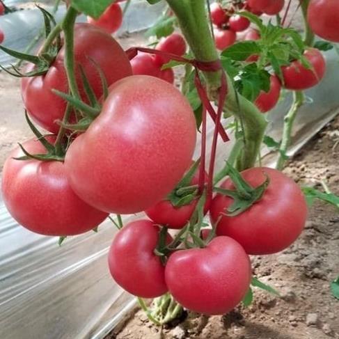 Hạt giống Cà chua quả to F1  cao sản T11 quả tròn 0,1gram hàng chính hãng công ty đóng gói