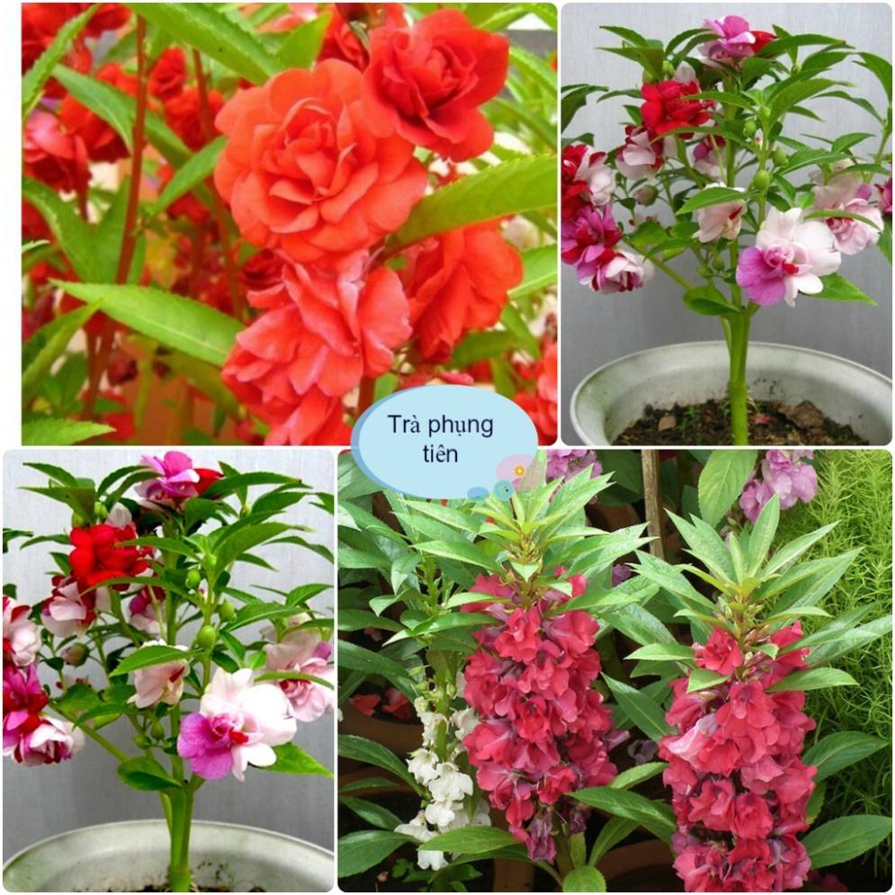 Hạt Giống Hoa Trà Phụng Tiên bóng nước Dễ Trồng Ưu Ẩm Ướt