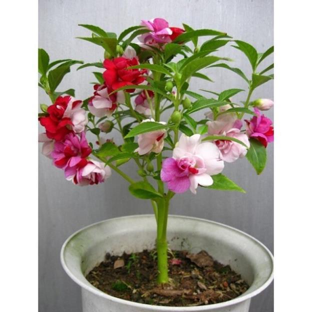 Hạt Giống Hoa Trà Phụng Tiên bóng nước Dễ Trồng Ưu Ẩm Ướt