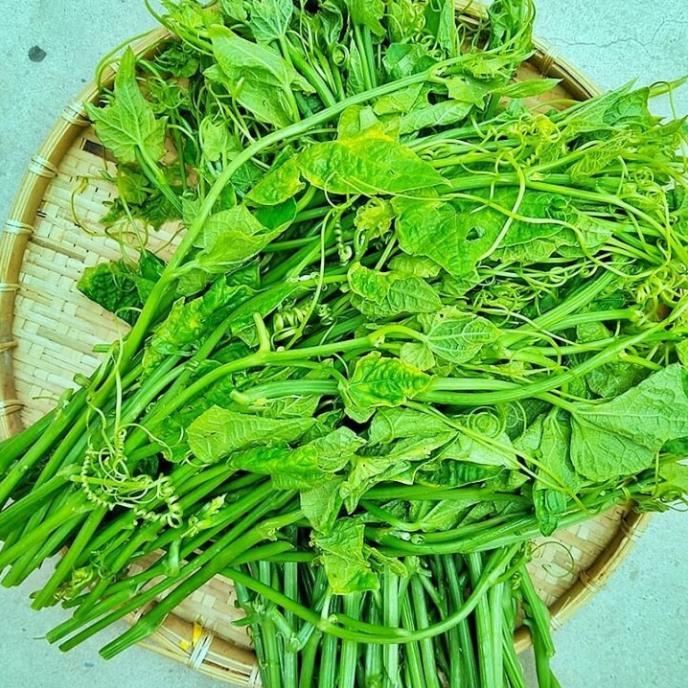 Hạt giống Bí siêu ngọn năng suất