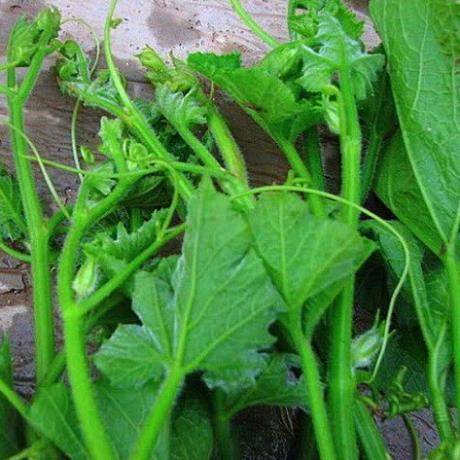 Hạt giống Bí siêu ngọn năng suất