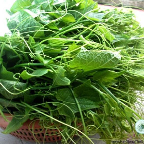 Hạt giống Bí siêu ngọn năng suất