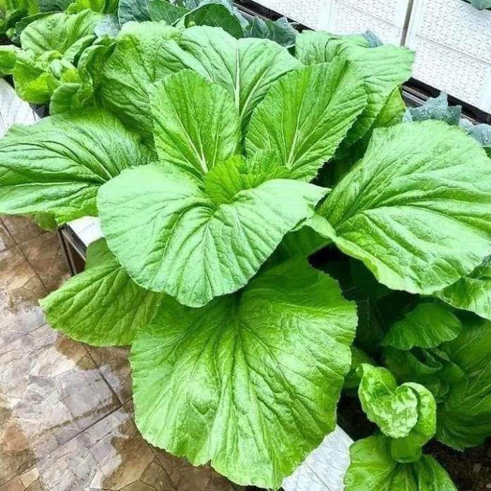 Hạt giống rau canh cải hồng kông  hàng công ty