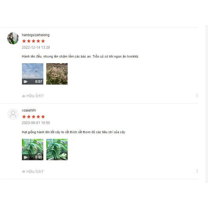 Hạt giống củ Hành Tây củ bự