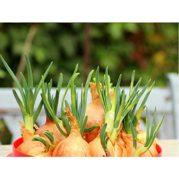 Hạt giống củ Hành Tây củ bự