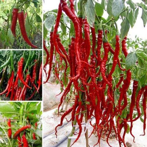 Hạt giống ớt siêu cay