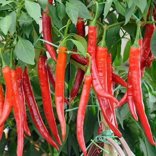 Hạt giống ớt siêu cay