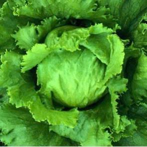 Hạt giống rau xà lách Mỹ minetto gói 2gram hàng công ty
