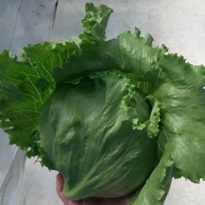 Hạt giống rau xà lách Mỹ minetto gói 2gram hàng công ty