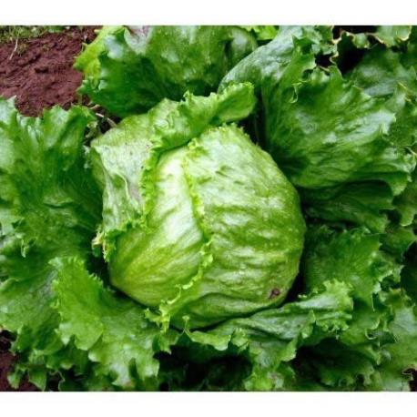 Hạt giống rau xà lách Mỹ minetto gói 2gram hàng công ty