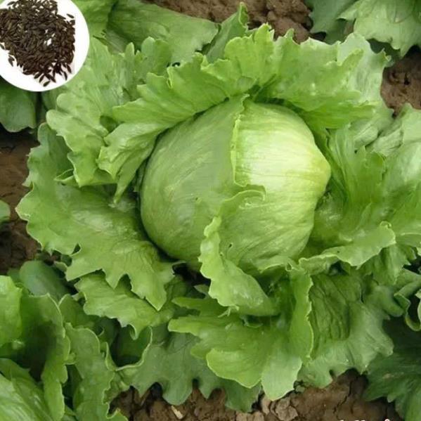 Hạt giống rau xà lách Mỹ minetto gói 2gram hàng công ty