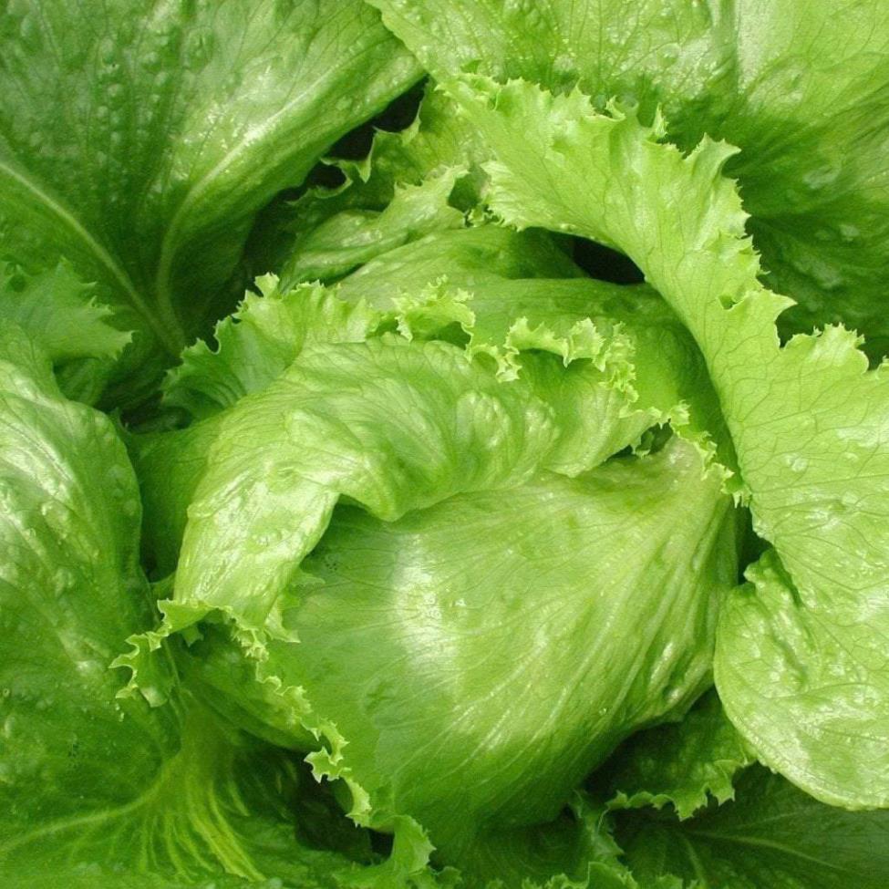 Hạt giống rau xà lách Mỹ minetto gói 2gram hàng công ty