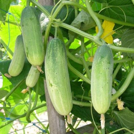 Hạt giống Dưa Chuột chịu nhiệt 1gram hàng công ty