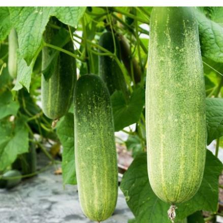 Hạt giống Dưa Chuột chịu nhiệt 1gram hàng công ty
