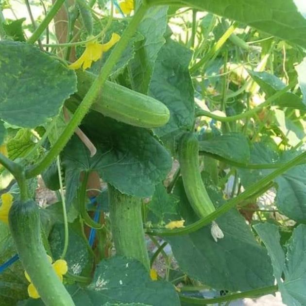 Hạt giống Dưa Chuột chịu nhiệt 1gram hàng công ty