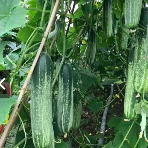 Hạt giống Dưa Chuột chịu nhiệt 1gram hàng công ty