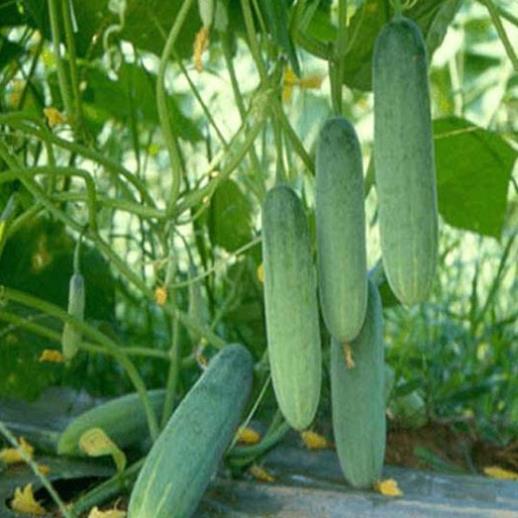 Hạt giống Dưa Chuột chịu nhiệt 1gram hàng công ty