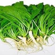 Hạt giống Củ cải Hà Nội ăn lá hàng công ty