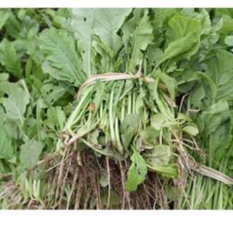 Hạt giống Củ cải Hà Nội ăn lá hàng công ty