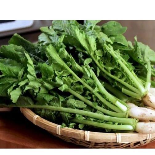 Hạt giống Củ cải Hà Nội ăn lá hàng công ty