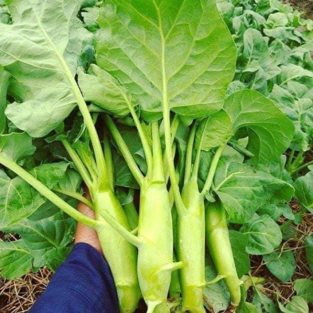 Hạt giống rau cải ngồng su hào 2gram hàng công ty