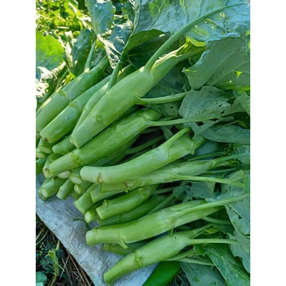 Hạt giống rau cải ngồng su hào 2gram hàng công ty