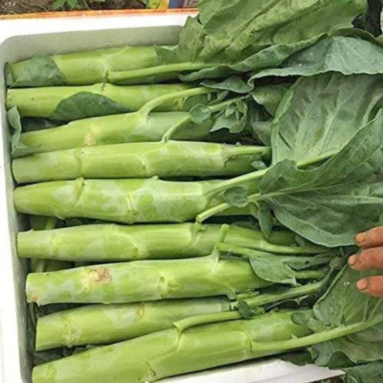 Hạt giống rau cải ngồng su hào 2gram hàng công ty