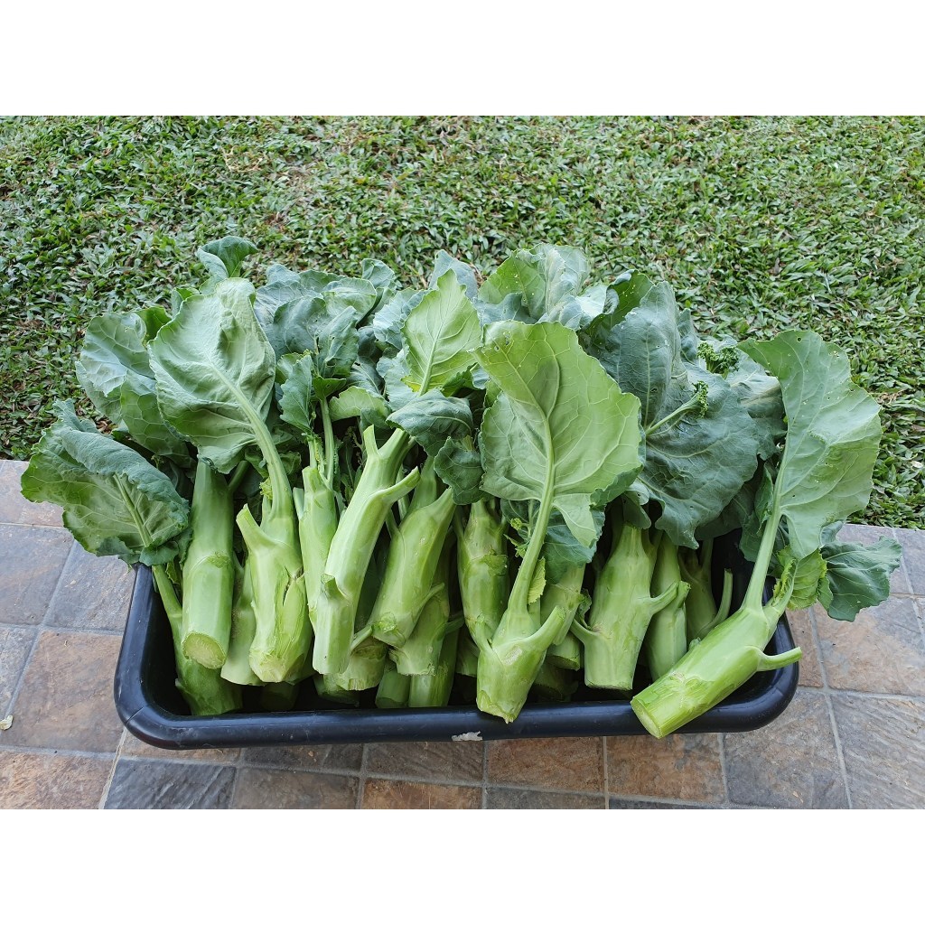 Hạt giống rau cải ngồng su hào 2gram hàng công ty