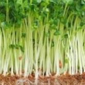 Hạt giống rau mầm củ cải trắng ăn ngon gói