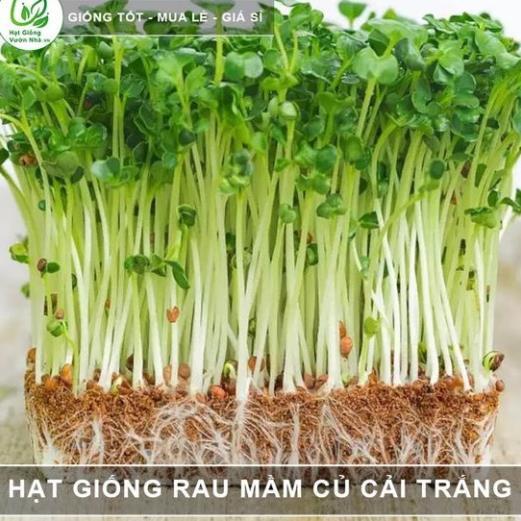 Hạt giống rau mầm củ cải trắng ăn ngon gói