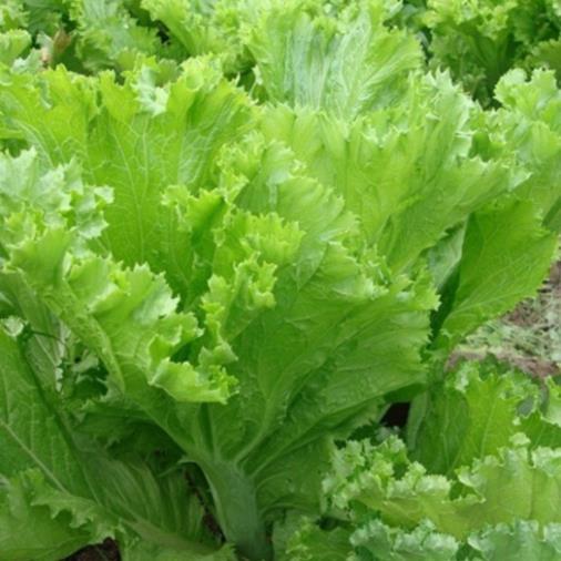 Hạt giống rau Cải bẹ mào gà hàng công ty