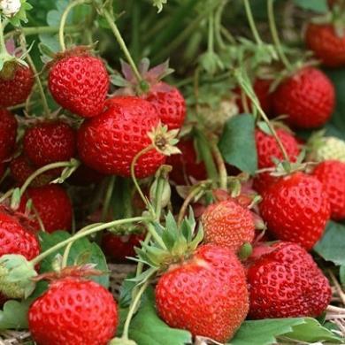 Hạt giống Dâu Tây hàng công ty