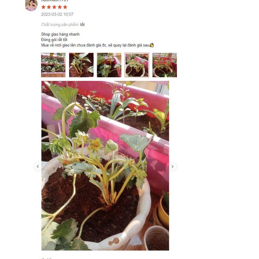 Hạt giống Dâu Tây hàng công ty