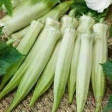 Hạt giống Đậu Bắp Trắng gói hàng công ty